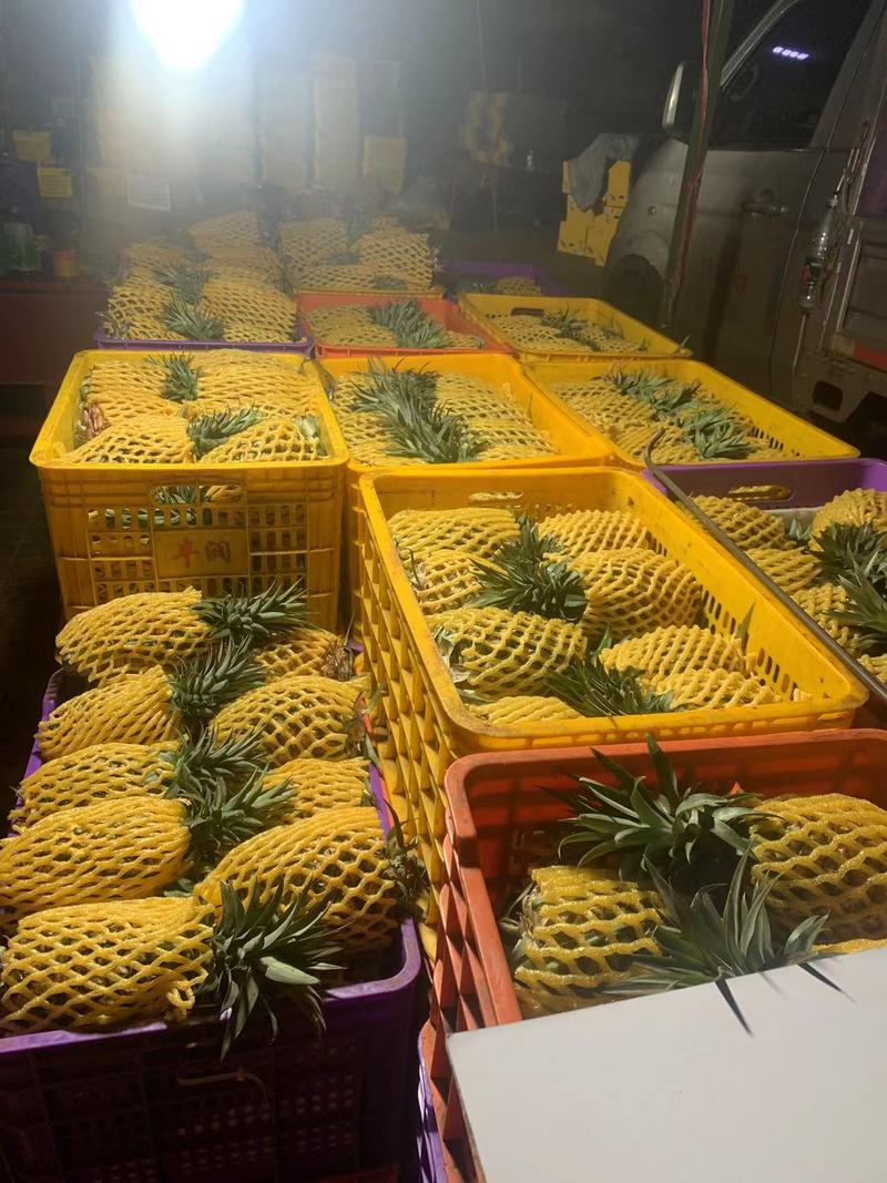 徐闻菠萝产地一手货源直发价格低对接全国对接批发商超市