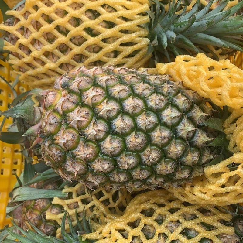 徐闻菠萝产地一手货源直发价格低对接全国对接批发商超市
