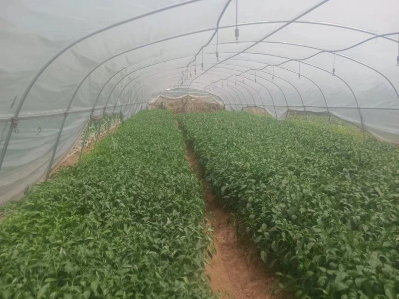 二荆条辣椒苗成活率高保证正品支持订购签合同技术指导