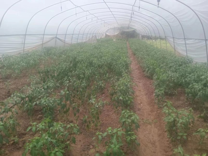 二荆条辣椒苗成活率高保证正品支持订购签合同技术指导