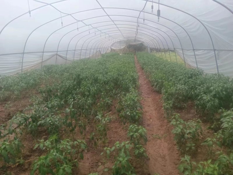 二荆条辣椒苗成活率高保证正品支持订购签合同技术指导