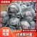 【牛商推荐】陕西省三原县万亩蔬菜基地，精品紫甘蓝