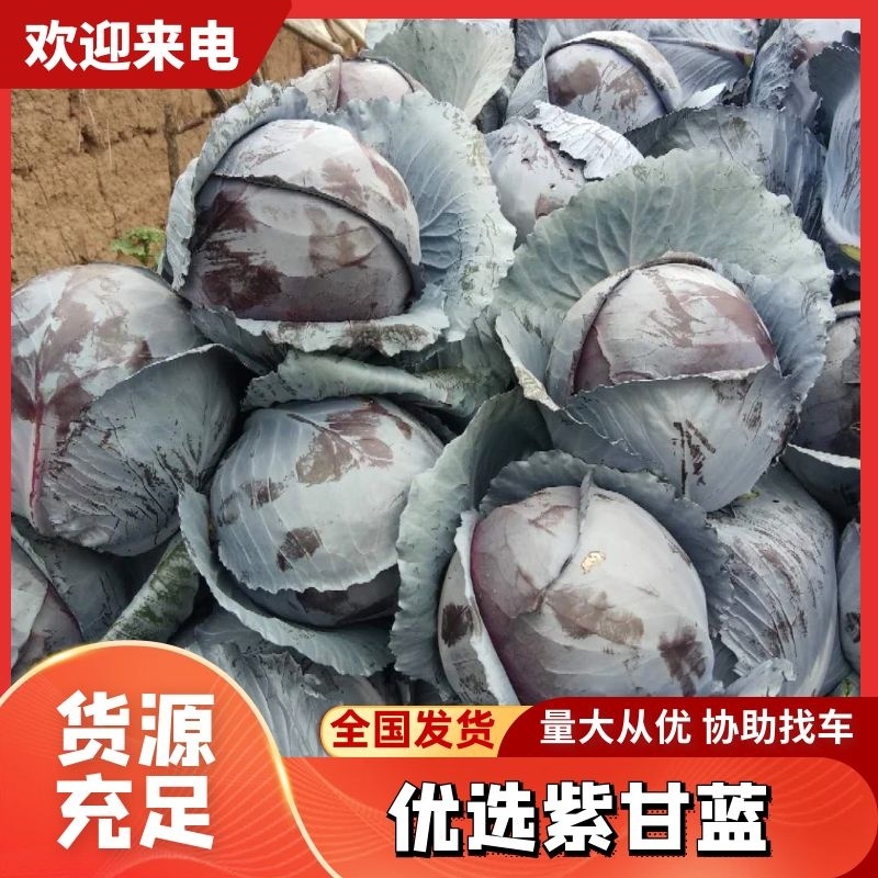 【牛商推荐】陕西省三原县万亩蔬菜基地，精品紫甘蓝