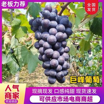 辽宁北镇巨峰葡萄产业基地全国葡萄重点基地欢迎咨询采购