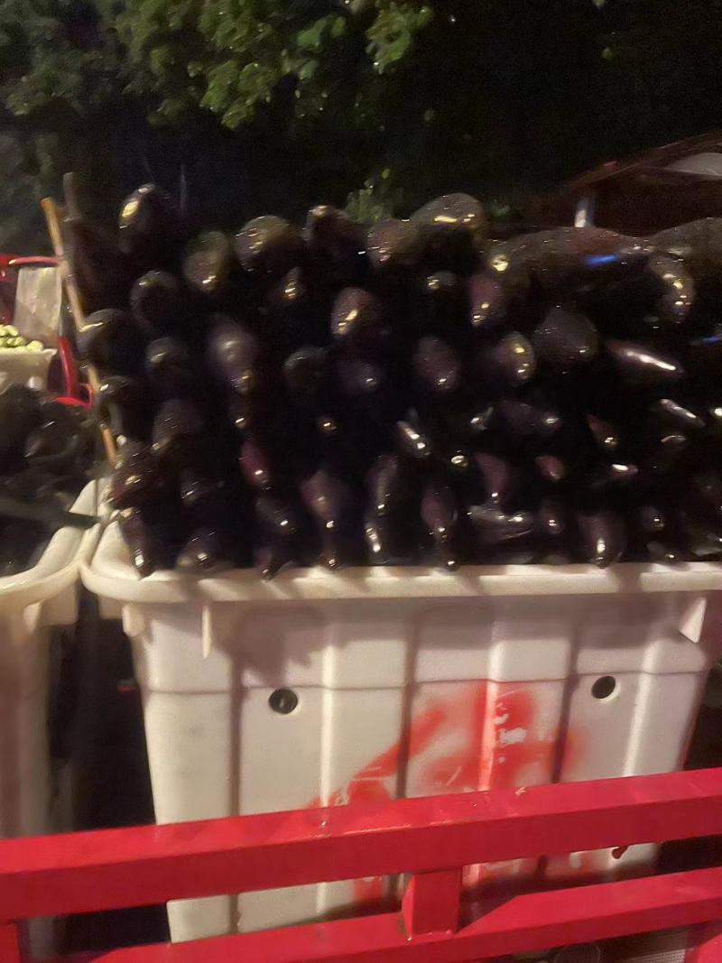 精品紫茄四川茄子长茄产地直发全国发货欢迎咨询