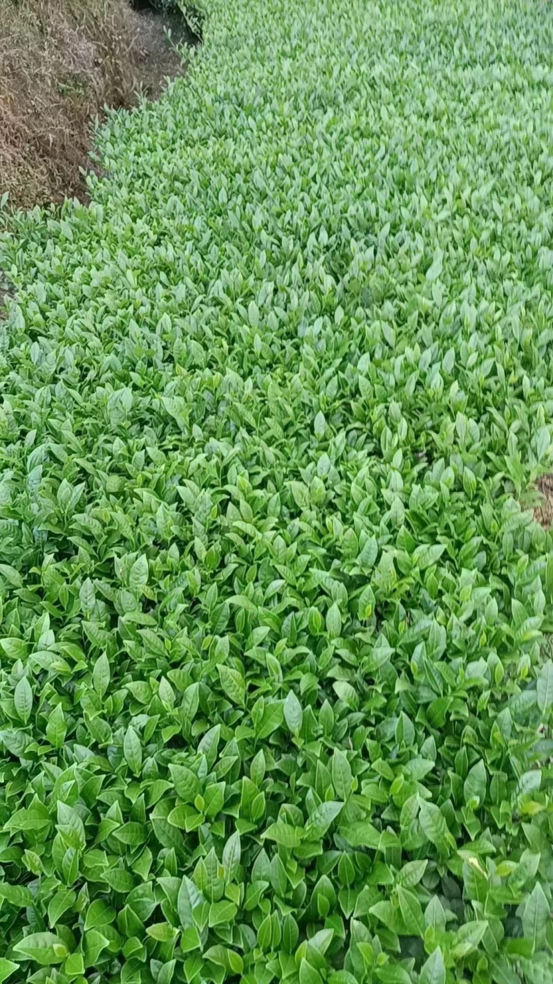 福建漳州平和白芽奇兰茶茶香浓郁回甘悠长茶香润喉欢迎订购