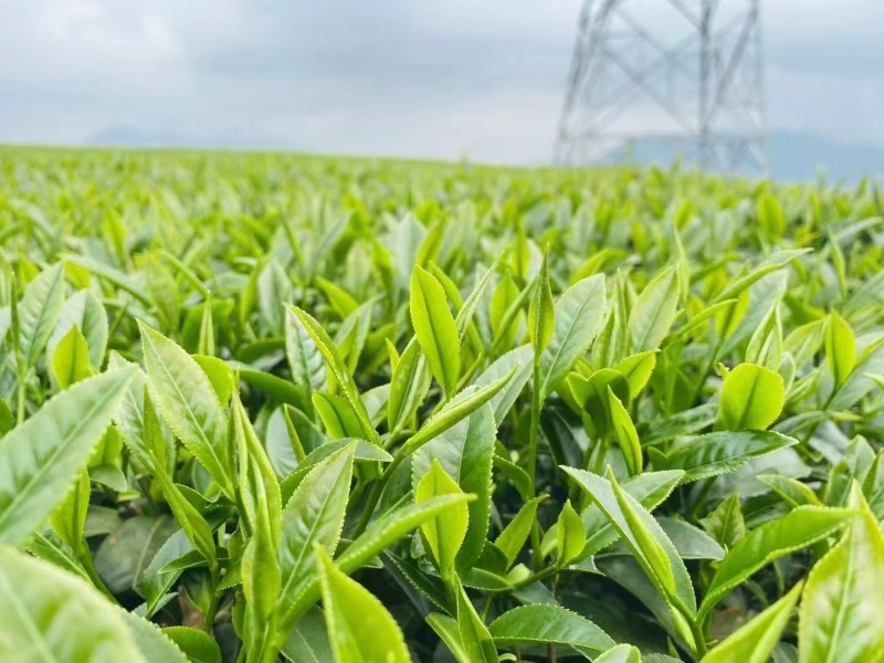 福建漳州平和白芽奇兰茶茶香浓郁回甘悠长茶香润喉欢迎订购