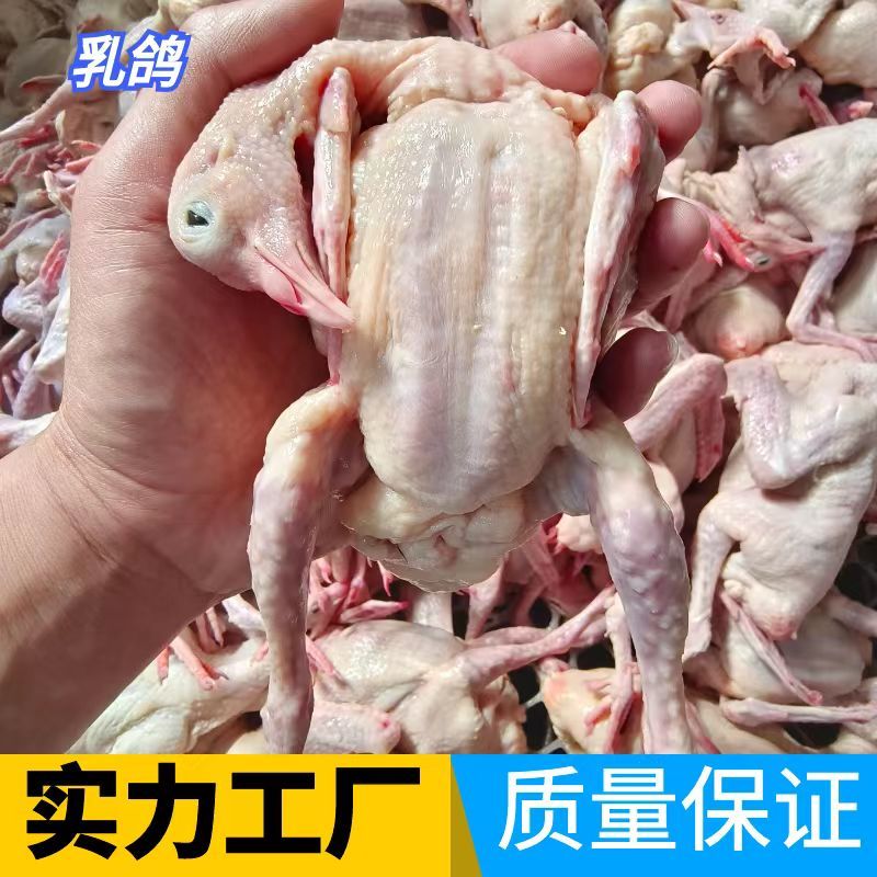乳鸽原粮乳鸽老鸽子工厂发货保证质量对接电商餐饮批发商