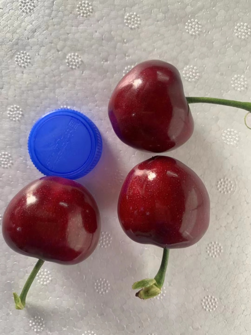 大连美早樱桃量大质优，价格优惠，支持一件代欢迎咨询采购