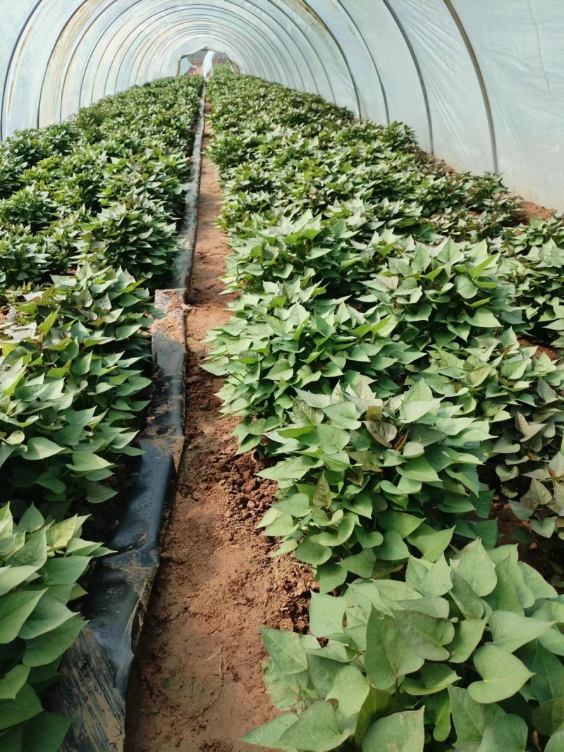 商薯19，基地种植，量大质优，价格优惠