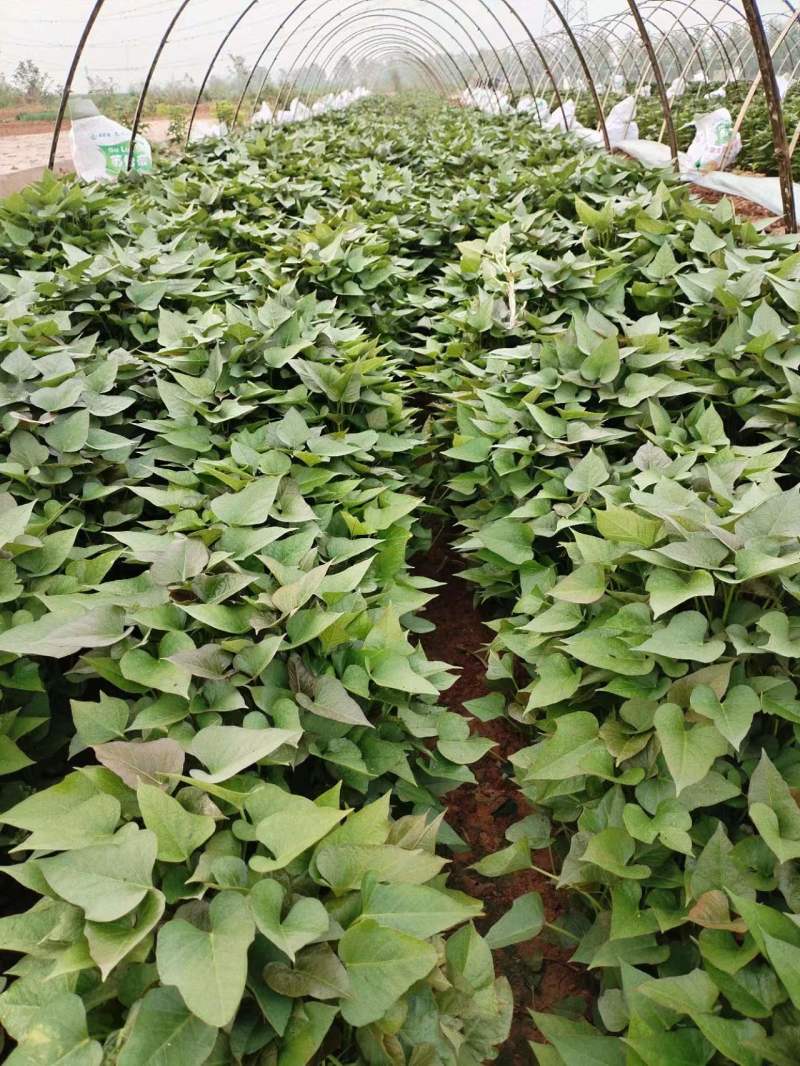 西瓜红薯苗，烟薯苗，商薯19，大田苗，基地直接供应，价格优惠