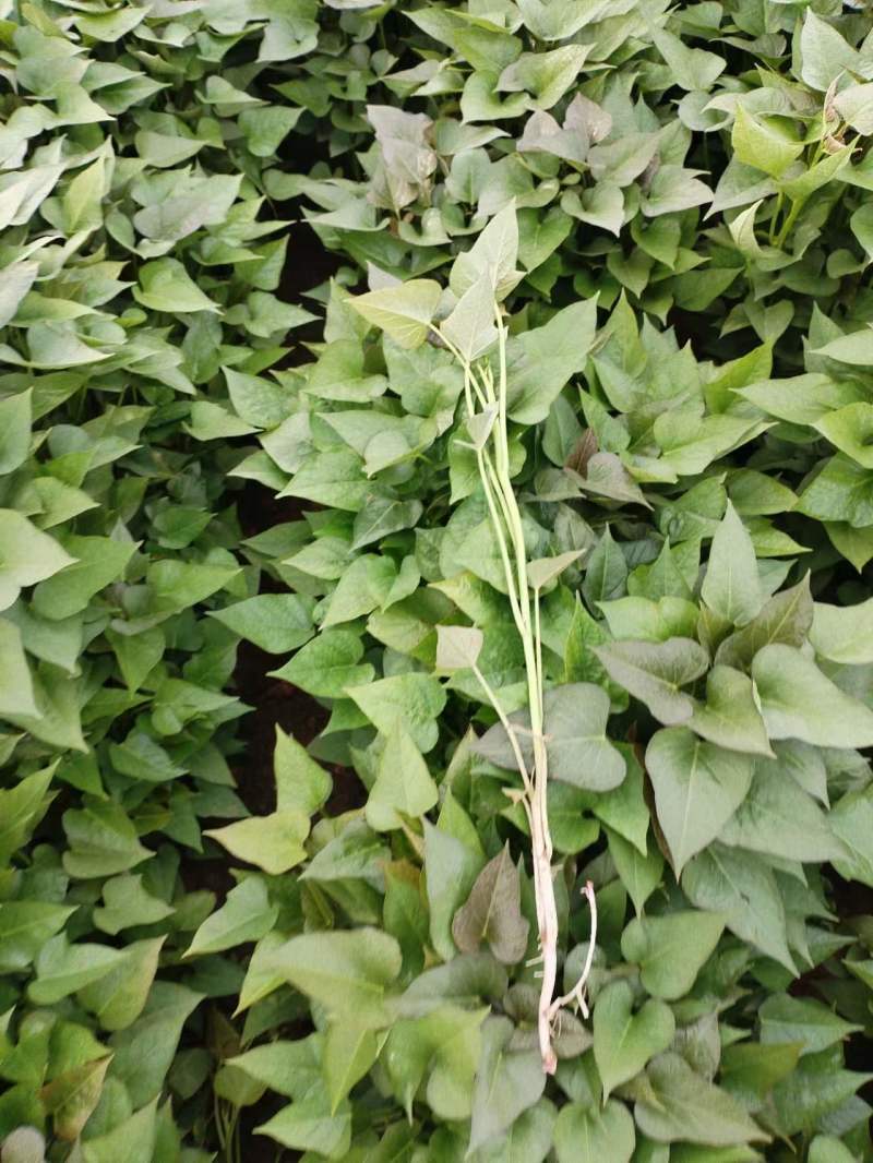 西瓜红薯苗，烟薯苗，商薯19，大田苗，基地直接供应，价格优惠