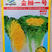 金狮一号黄心大白菜种子，叶球直筒型，内心鲜黄，抗病基地用