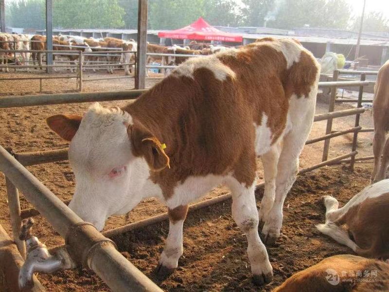 小母牛养殖场直供胡塔牛市长期供应可视频看货