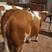 小母牛养殖场直供胡塔牛市长期供应可视频看货