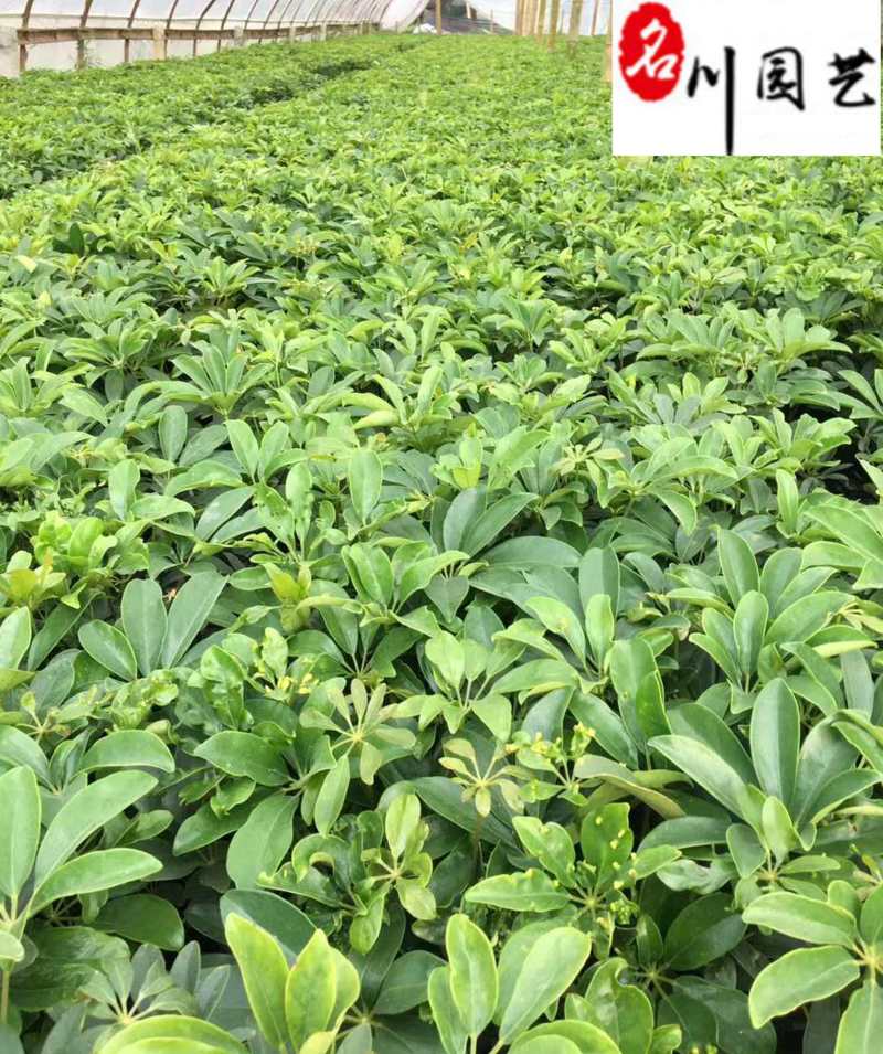 苗圃基地直供精品鸭脚木杯苗批发20-30公分现挖现卖