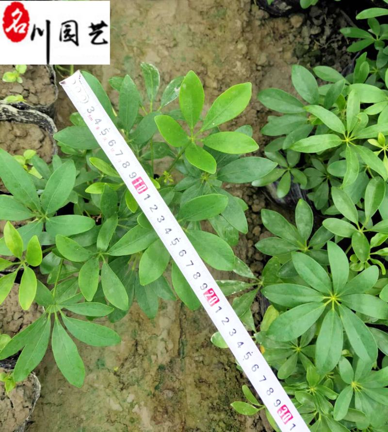 苗圃基地直供精品鸭脚木杯苗批发20-30公分现挖现卖
