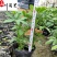 苗圃基地直供精品鸭脚木杯苗批发20-30公分现挖现卖