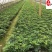 苗圃基地直供精品鸭脚木杯苗批发20-30公分现挖现卖
