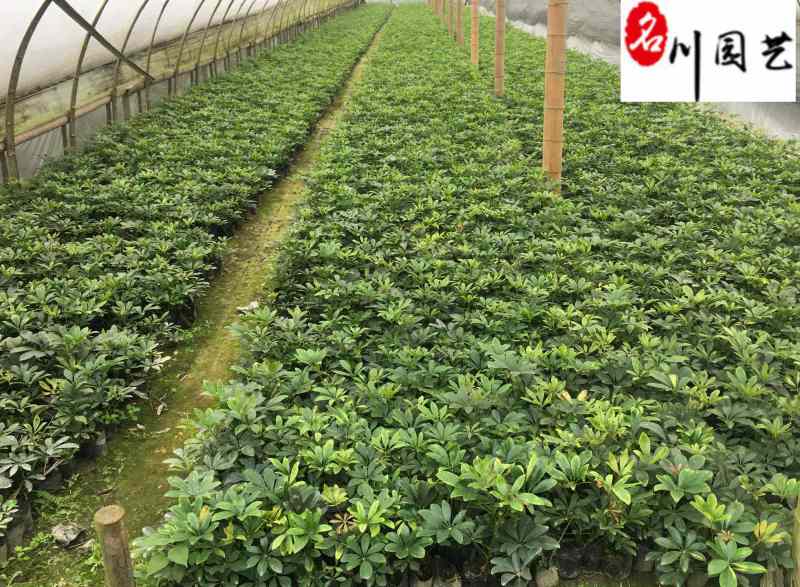 苗圃基地直供精品鸭脚木杯苗批发20-30公分现挖现卖