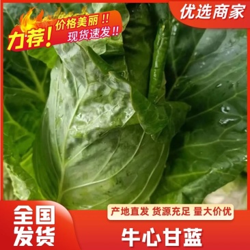 精品牛心甘蓝云南曲靖产地一手货源，现采现发，可供应全国