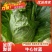 精品牛心甘蓝云南曲靖产地一手货源，现采现发，可供应全国