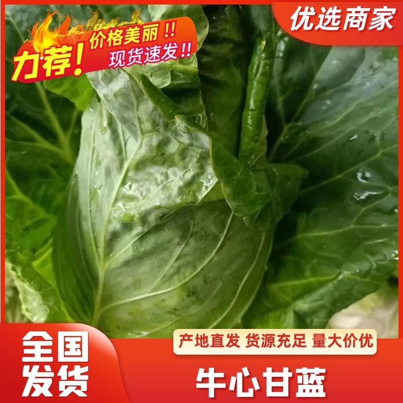 精品牛心甘蓝云南曲靖产地一手货源，现采现发，可供应全国