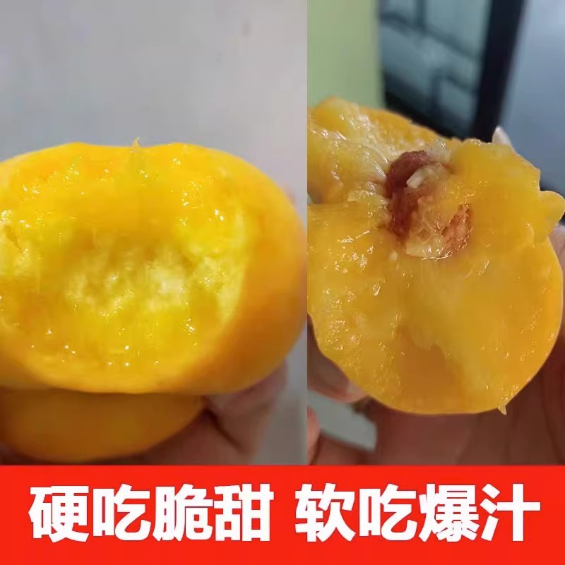 6-6黄金油蟠桃蒙阴新鲜水果黄蟠桃蟠桃大扁桃黄肉油蟠桃