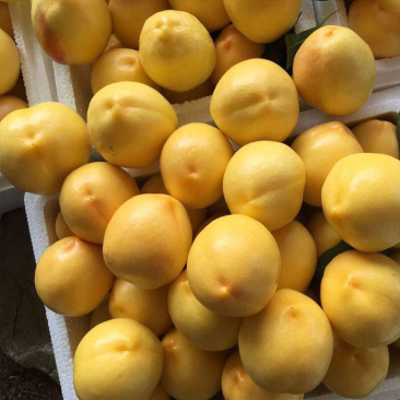 蒙阴黄油桃水果新鲜大黄金油桃农家桃子