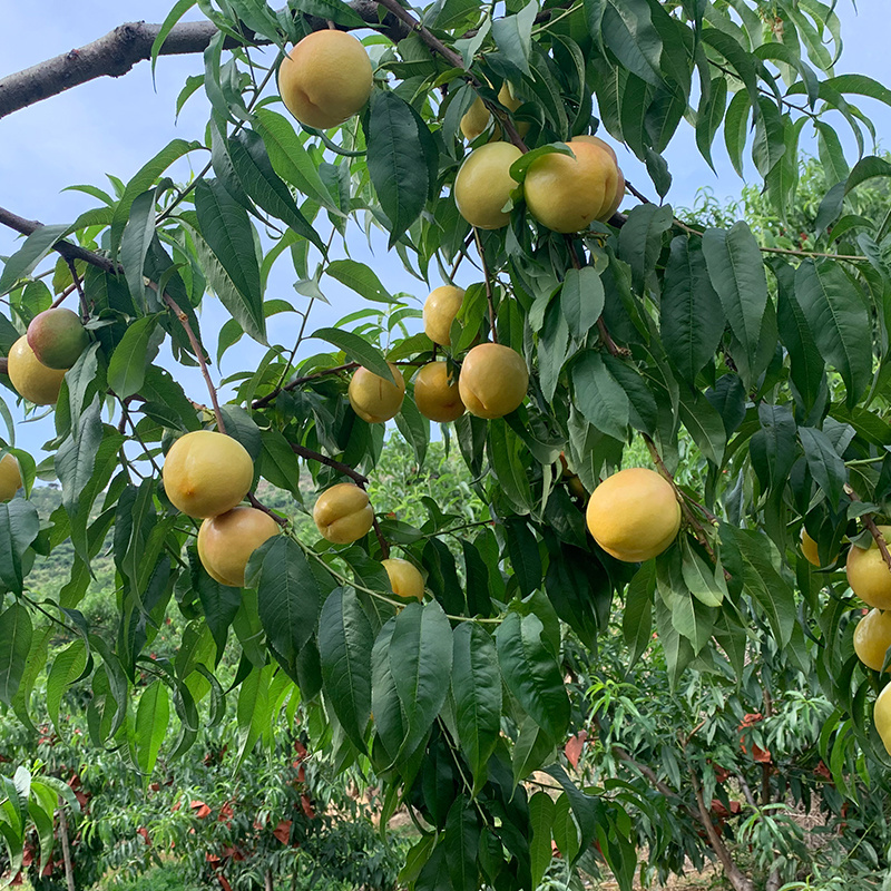 蒙阴黄油桃水果新鲜大黄金油桃农家桃子
