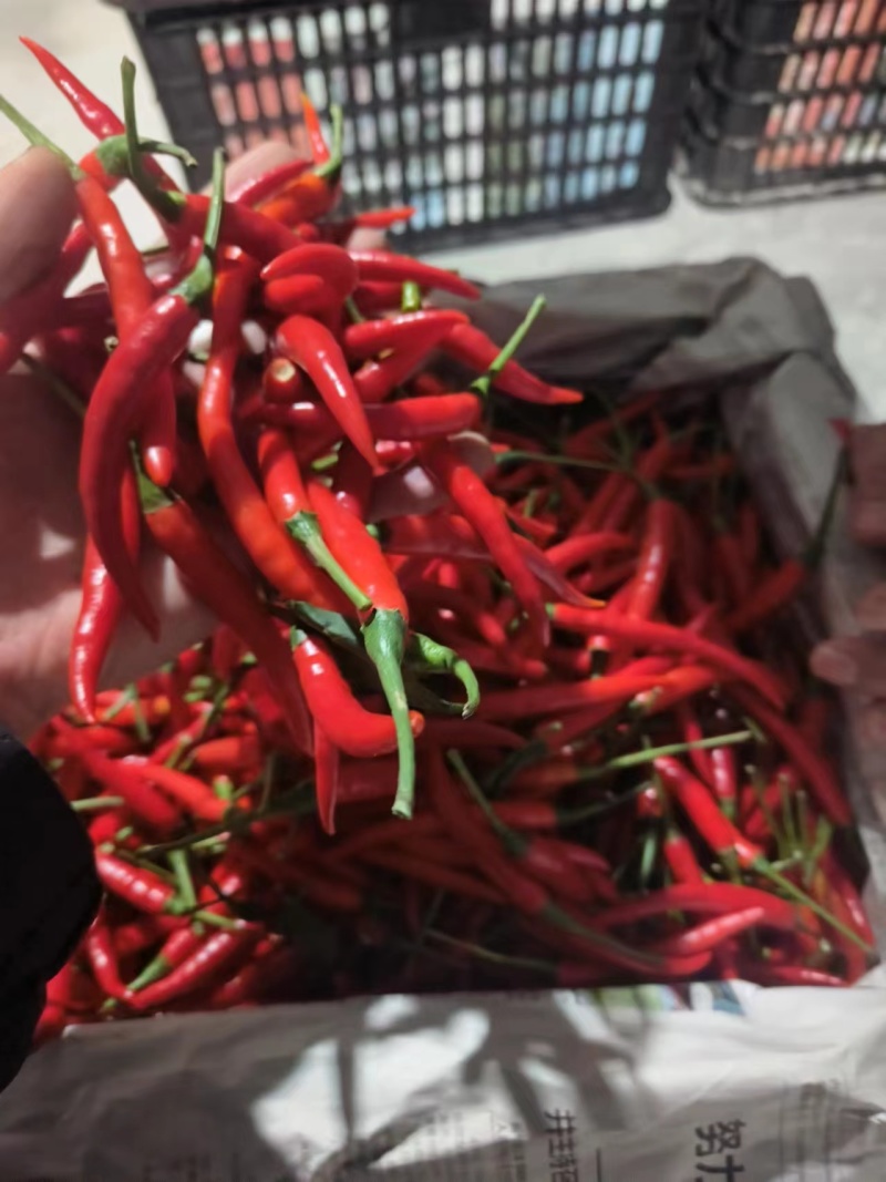 河南产地小米椒规格全价格低产地直供口感好对接批发商电商