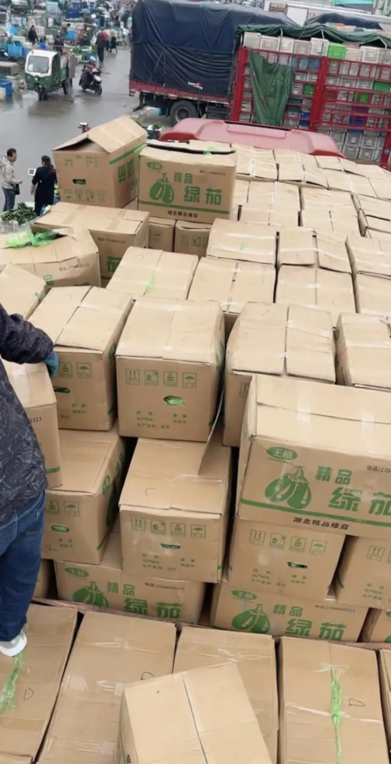 新苗青茄大量上市中产地直发大量供应欢迎咨询