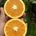 【伦晚脐橙】秭归夏橙伦晚脐橙产地大量供应看货采摘保质保量