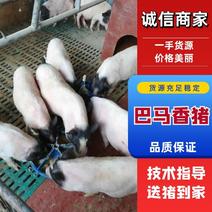 黑龙江优质巴马香猪，自家养殖场，可视频选货