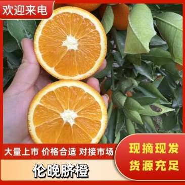 【伦晚脐橙】秭归夏橙伦晚脐橙产地大量供应看货采摘保质保量