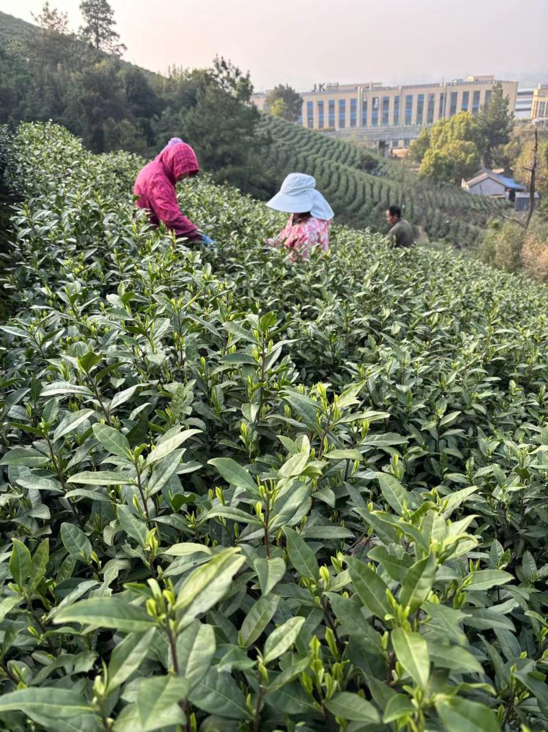 安吉白茶新茶上市茗茶之选味道俱佳天然晾晒汤色透亮