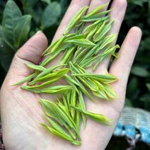 白茶（安吉白茶）明前绿茶新茶产地直发品质保证