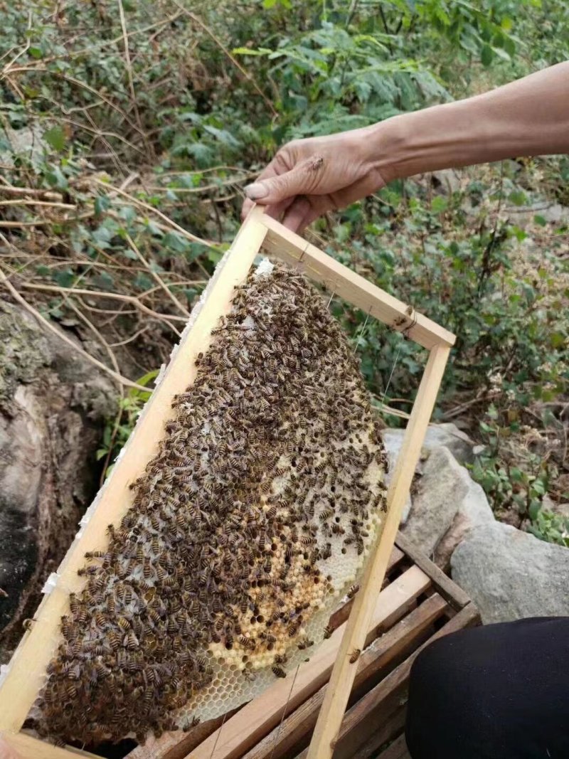 精品土蜂蜜四川凉山一手货源量大从优货源充足欢迎来电咨询