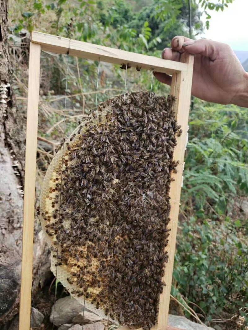 精品土蜂蜜四川凉山一手货源量大从优货源充足欢迎来电咨询