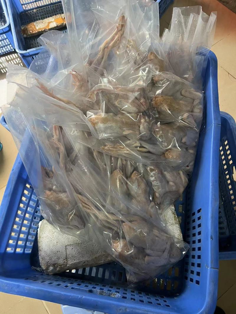 优质鹧鸪肉库存充足量大从优可视频欢迎老板选购