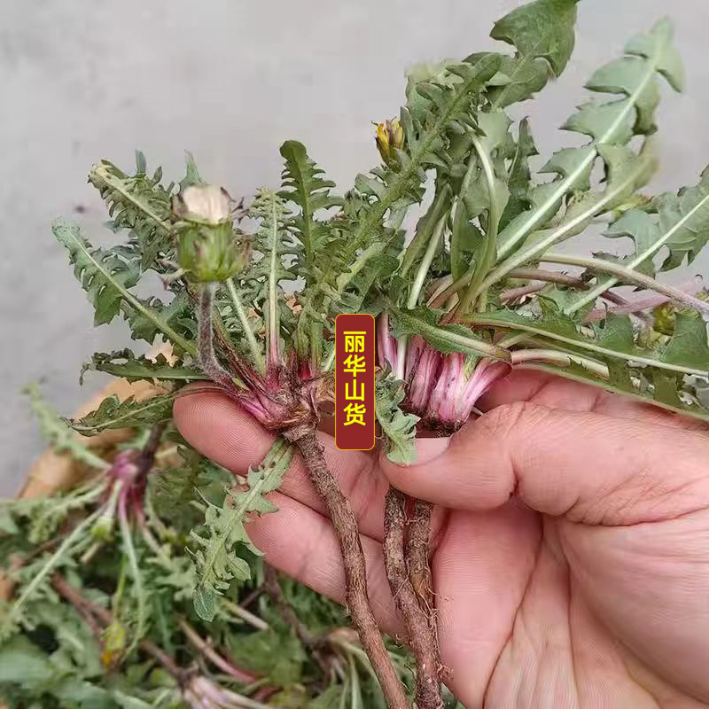 蒲公英野生新鲜药用可电商发货干净野生带根干品批发大