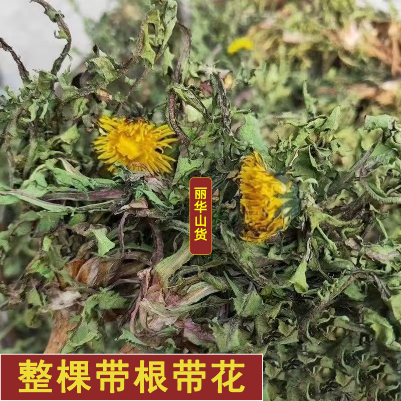 蒲公英野生新鲜药用可电商发货干净野生带根干品批发大
