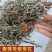 蒲公英野生新鲜药用可电商发货干净野生带根干品批发大