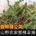 蒲公英野生新鲜药用可电商发货干净野生带根干品批发大
