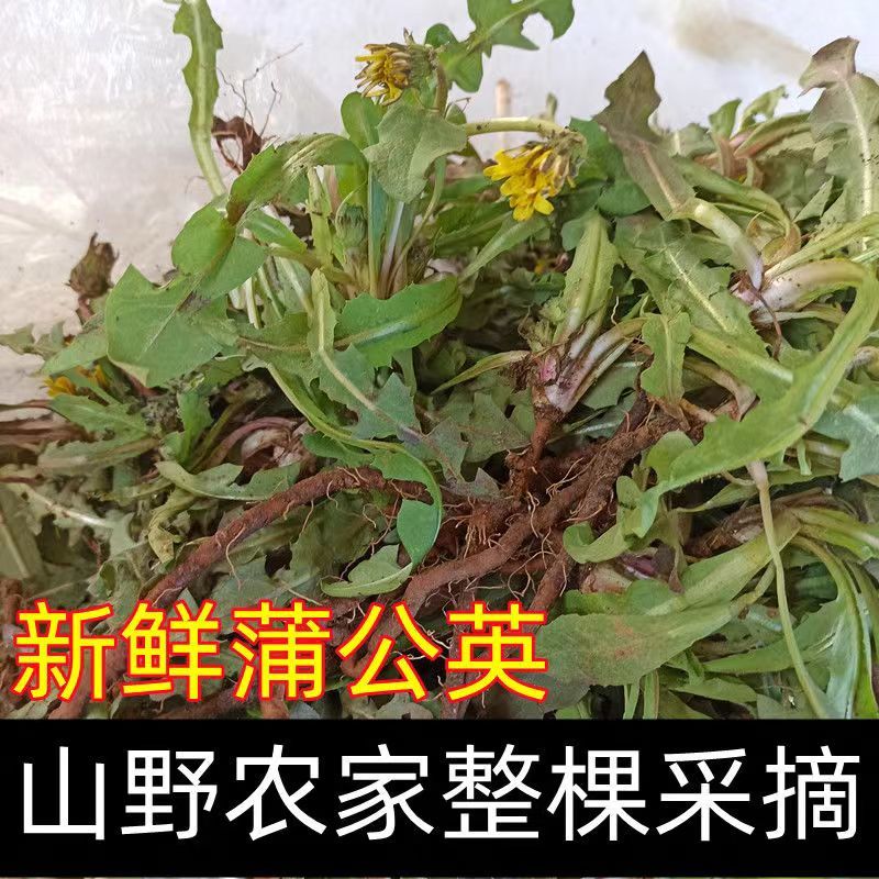 蒲公英野生新鲜药用可电商发货干净野生带根干品批发大