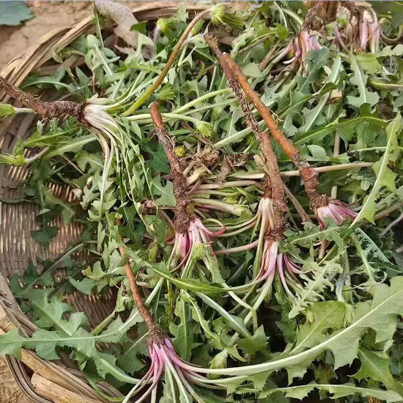 蒲公英野生新鲜药用可电商发货干净野生带根干品批发大