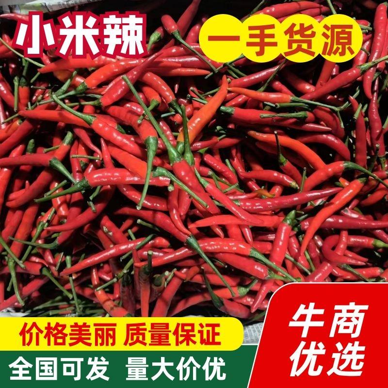 小米椒优质辣椒商丘产地供应对接批发商商超价格优