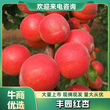 （杏）陕西丰园红杏产地价格，产地代发，代收，可视频看货