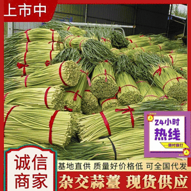 《精选》杂交红帽蒜苔，现货供应中，价格便宜，可全国代发