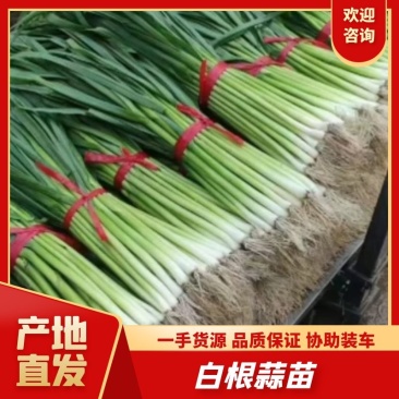 河北邯郸白根蒜苗大量有货，欢迎咨询，实地看货，洽谈合作